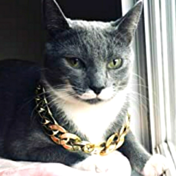 🎉HP🎉Cat Necklaces/ Collars - Picture 4 of 9